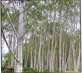 Batai (Paraserianthes falcataria)
