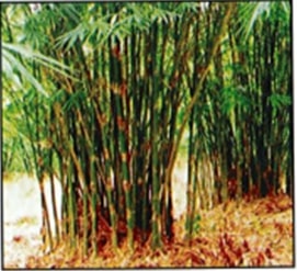 Bamboo spp.