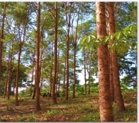 Eucalyptus spp.
