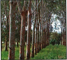 Getah (Hevea brasiliensis)