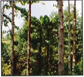 Kelempayan (Neolamarckia cadamba)